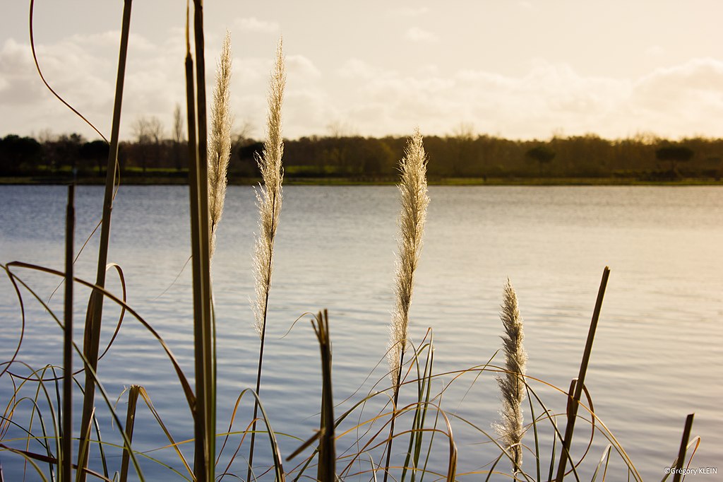 Abris de piscine Tournefeuille